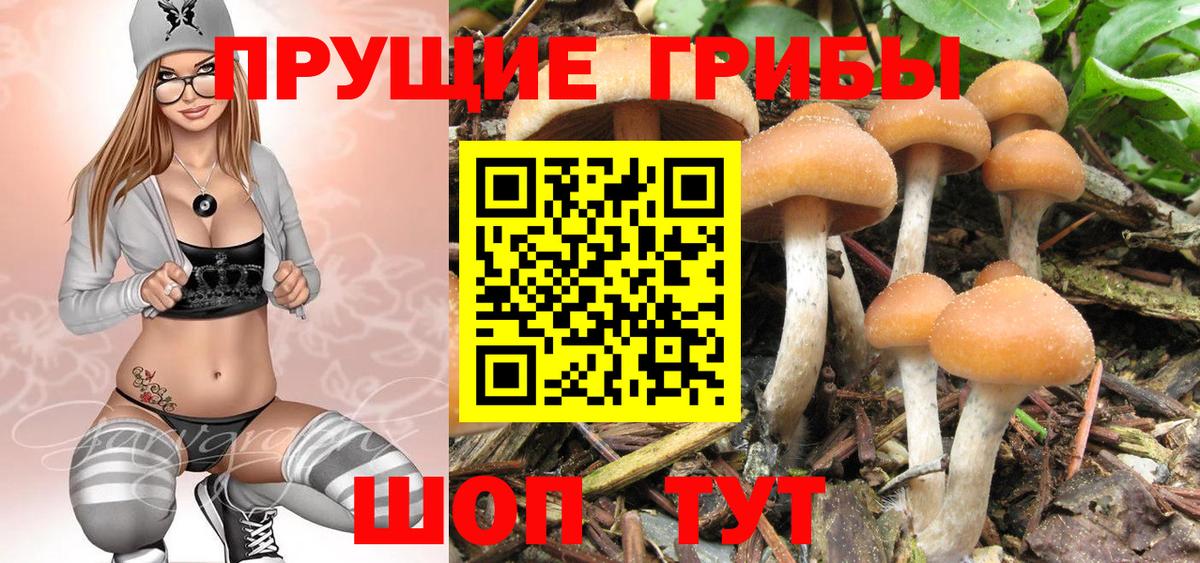 Кинель  Галлюциногенные грибы Magic Shrooms  Вход с VPN 