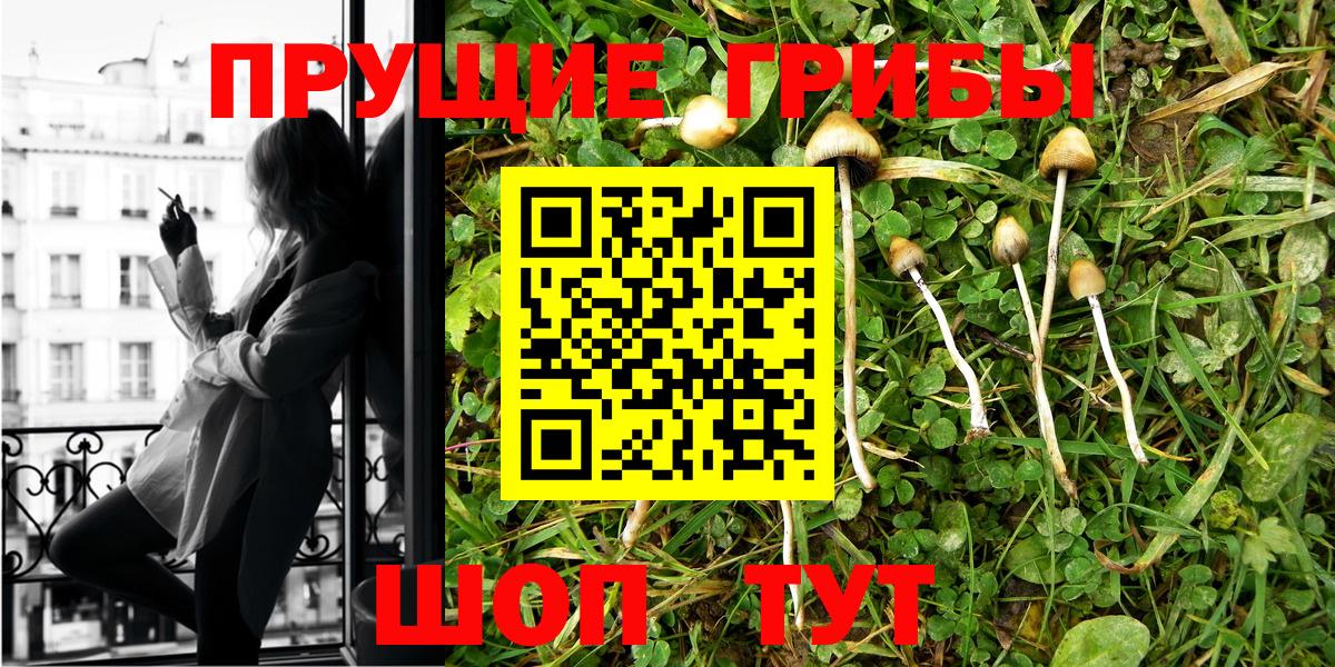Псилоцибиновые грибы Psilocybe Кинель